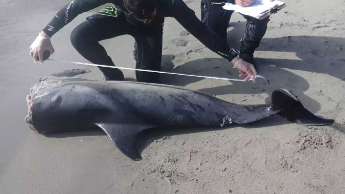 ​Decapitated Dolphins Found On Beach In Spain