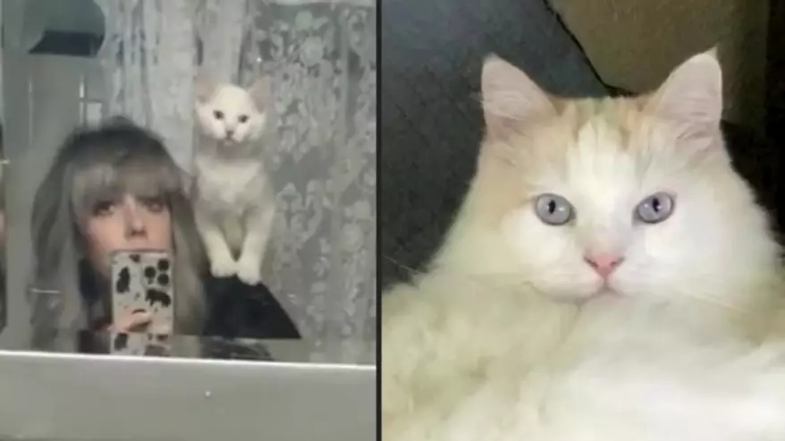 Woman Paid £18,000 To Clone Her Beloved Cat