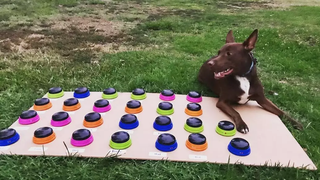 Owner Teaches Dog How To Talk Using Voice Buttons