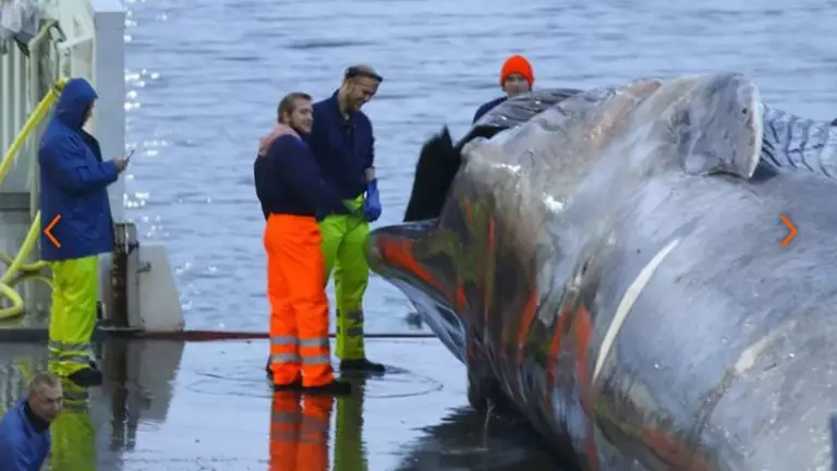 Whalers Kill First 'Blue Whale' In Over Fifty Years In Iceland 