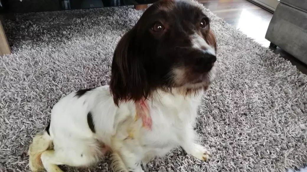 Thieves Hack Microchip From Dog's Neck And Run Off With Her Puppies