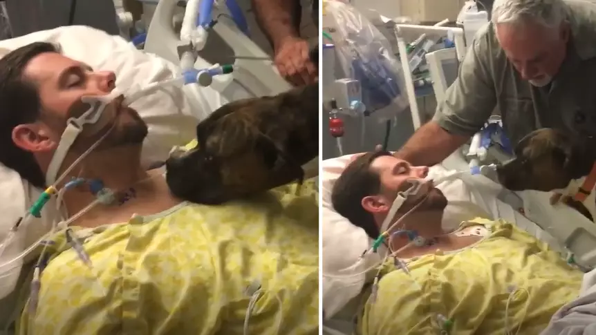 Heartbreaking Moment A Dog Says Goodbye To Her Dying Owner In Hospital