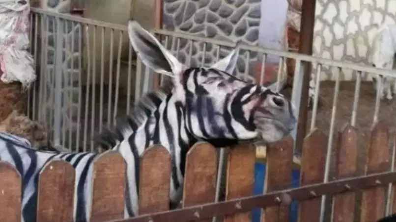 Zoo Denies Allegations That It Painted A Donkey To Look Like Zebra