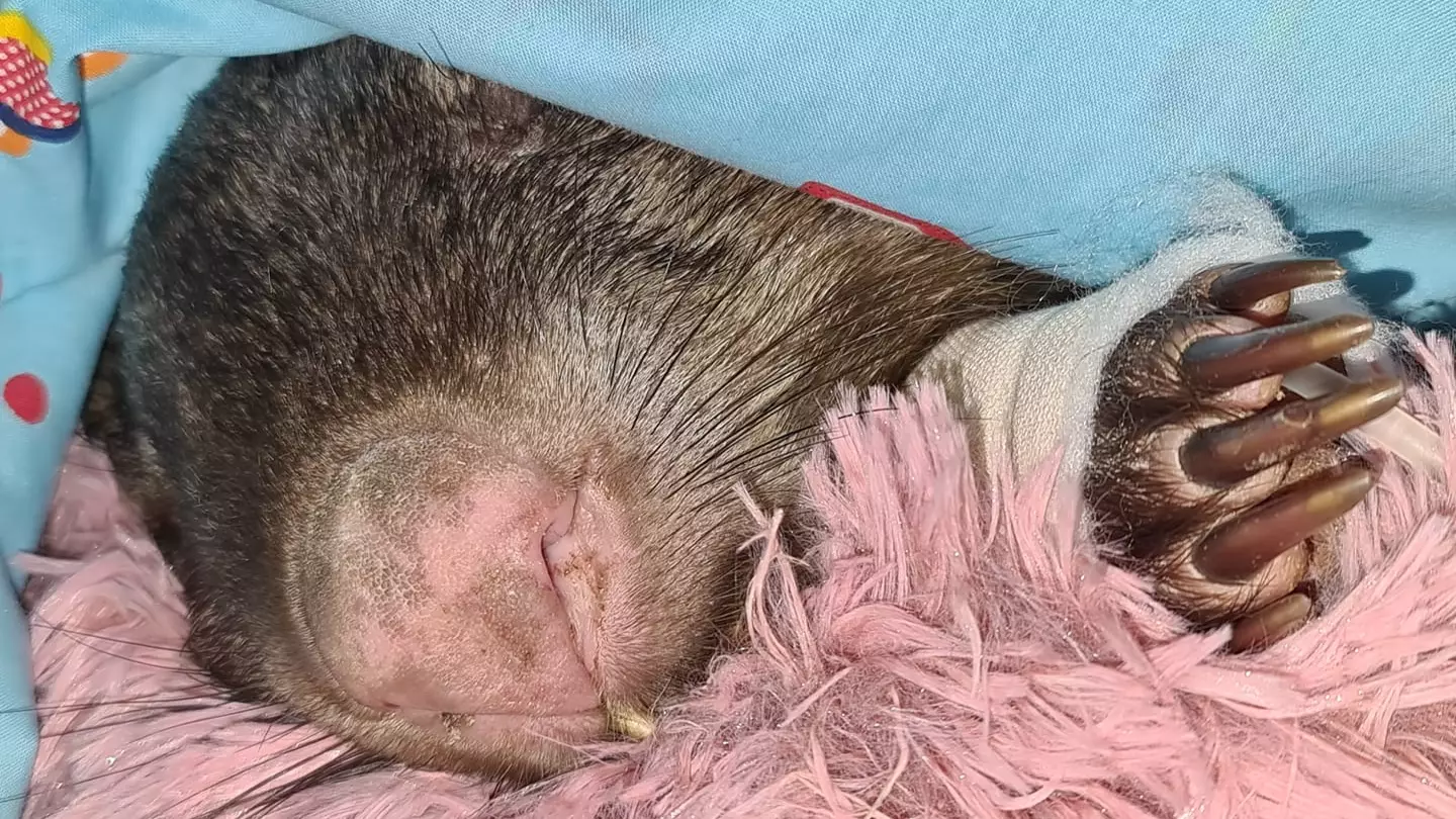 Wombat Shot 26 Times In 'Shocking' Animal Cruelty Attack In South Australia