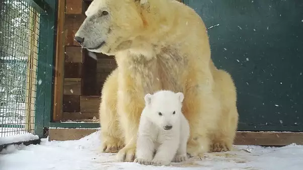 ​First Polar Bear Cub To Be Born In 25 Years In UK Emerges From Den