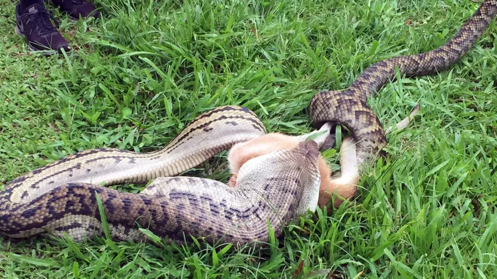 Monster Python Devours Wallaby Whole In Australian's Backyard