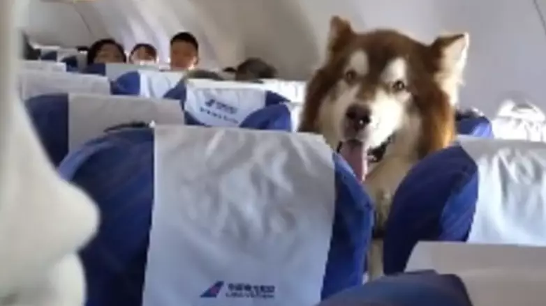 ​Emotional Support Dog Behaves Like A Very Good Boy On Flight With Owner