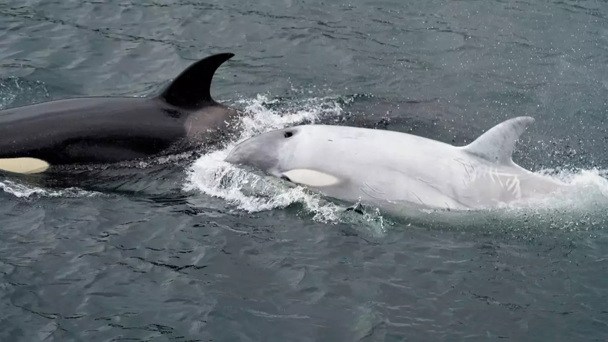 Super Rare All-White Killer Whale Spotted Off The Coast Of Alaska 