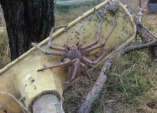 Massive Spider