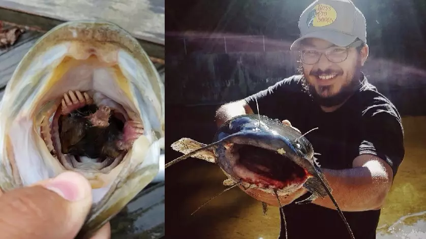 Man Catches Fish With A Mole In Its Mouth