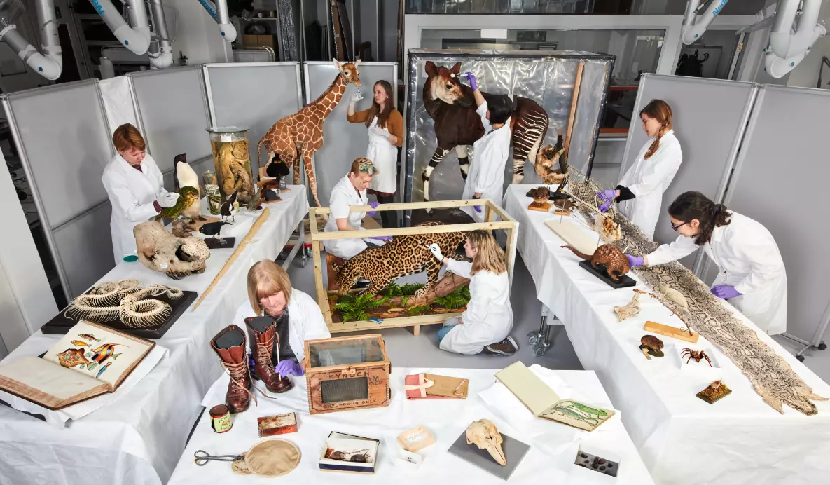 The Natural History Museum have been busy prepping the exhibits (