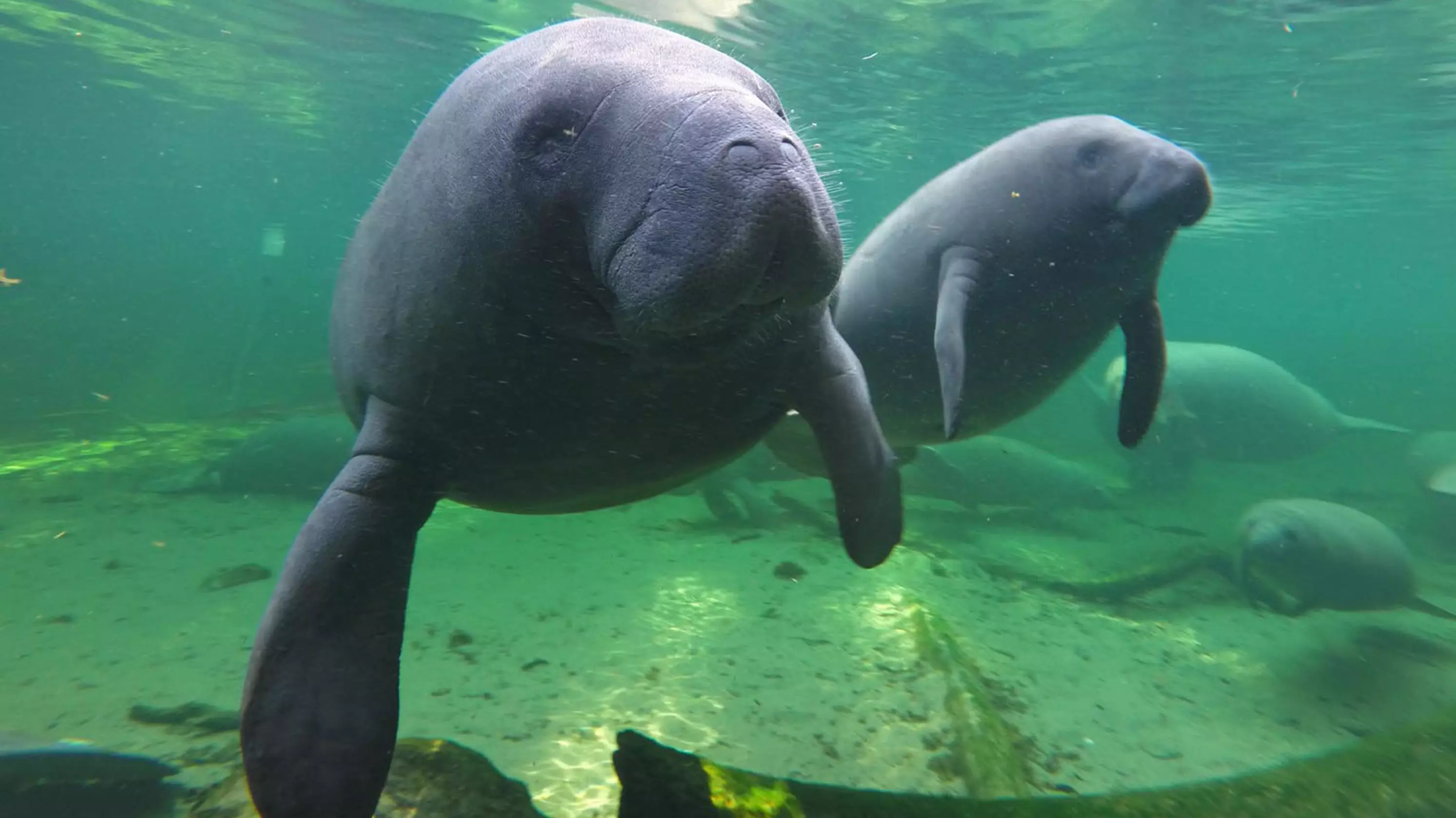 Manatee Stares Death In The Eye And Says 'Not Today', No Longer Officially Endangered