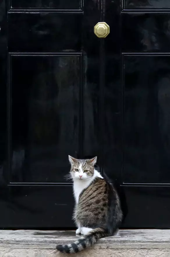 Larry the Downing Street mouser.