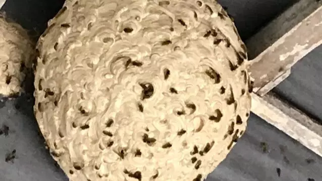 Pest Controller Issues Wasp Warning After Tackling Space Hopper-Sized Nest