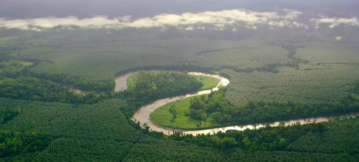 'Regimented rows of oil palms' have replaced much of the rainforest (