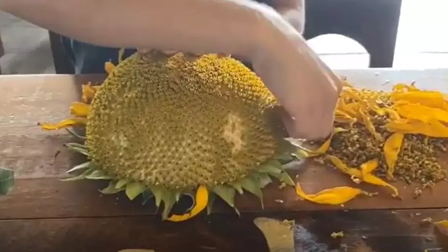 People Are Grilling Whole Sunflower Heads And Eating It Like Corn On The Cob