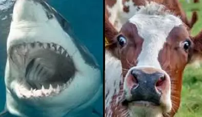 Watch: Shark Eating A Cow In The Middle Of The Ocean 