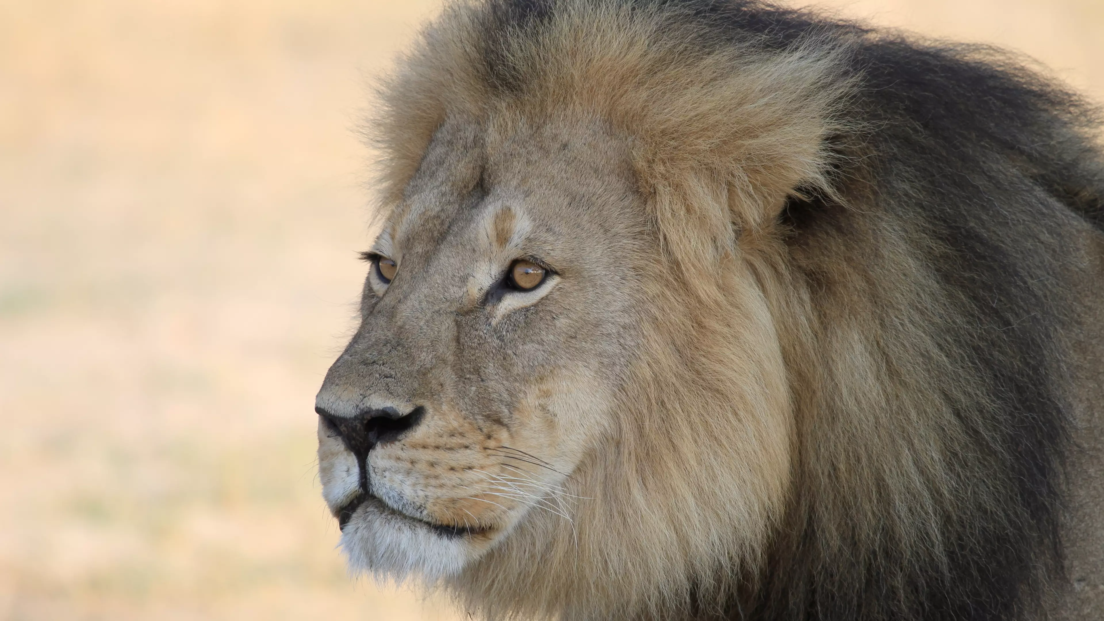 Cecil The Lion's Son Has Been Shot By Trophy Hunters In Zimbabwe