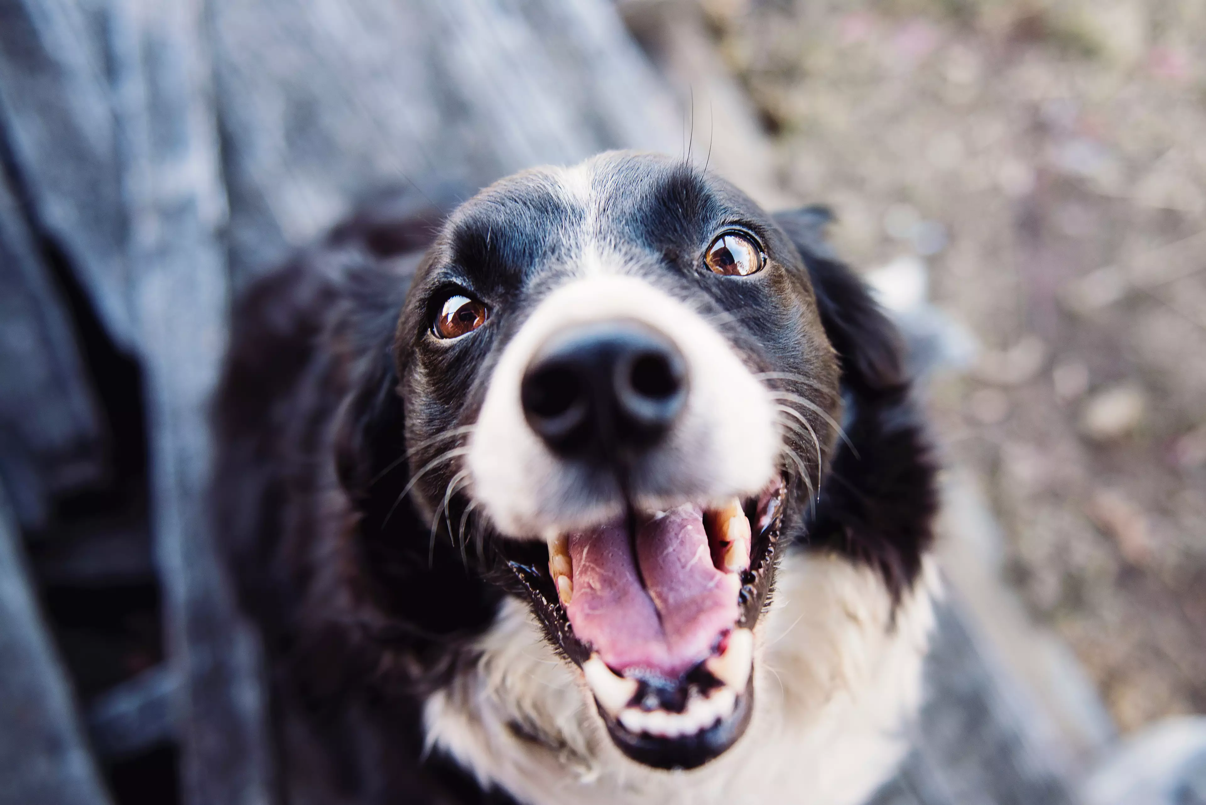 Geminis love pups who are quick to learn and are curious like a Border Collie. (