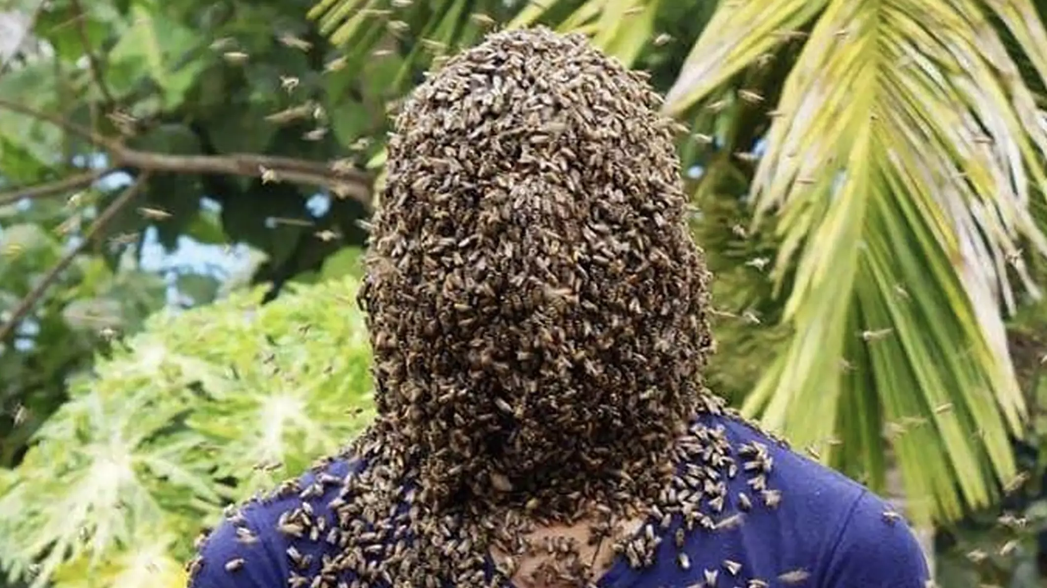 Beekeeper Lets Thousands Of Bees Cover His Entire Head 