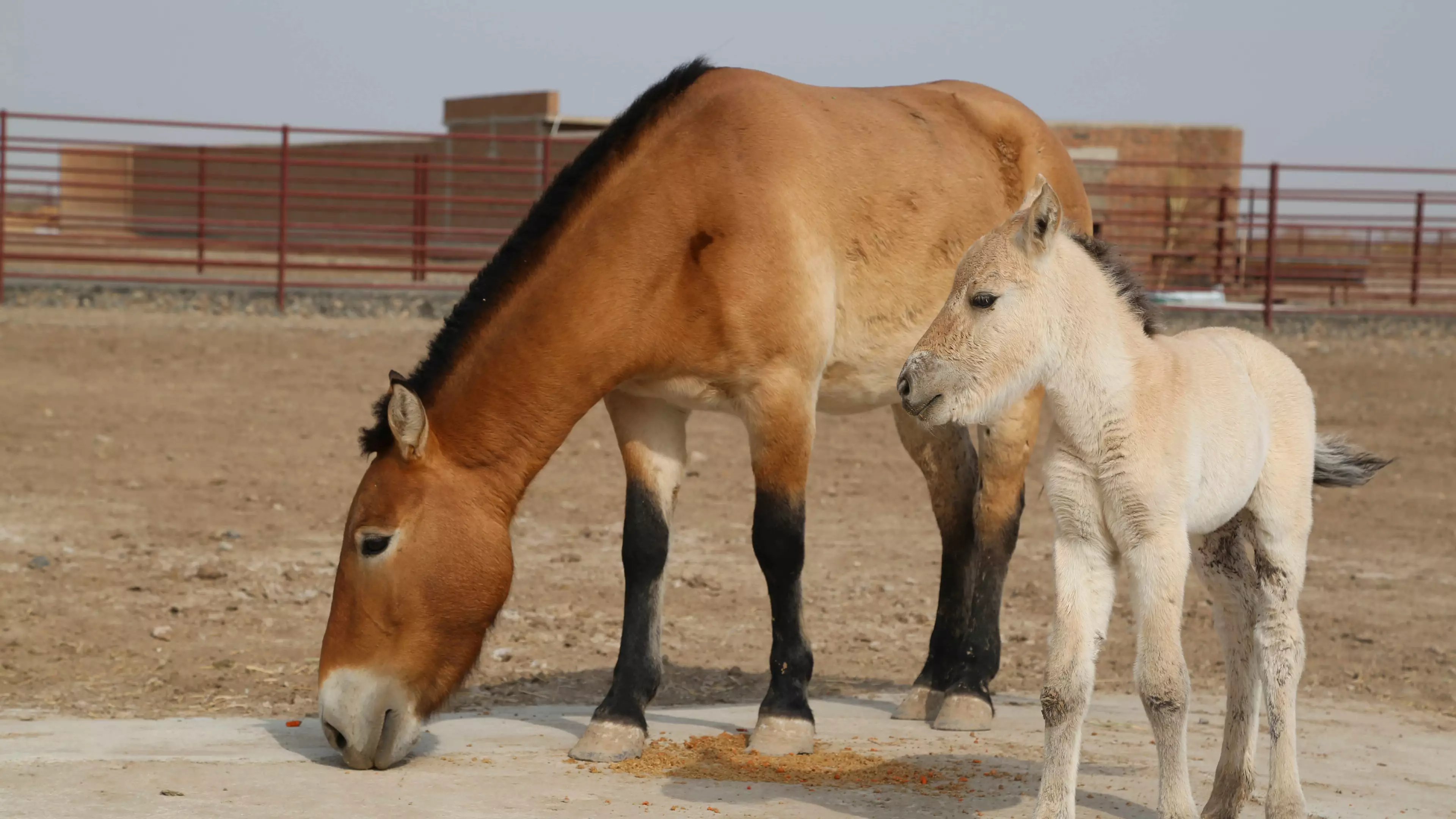 DNA Study Reveals Wild Horses Are Extinct 