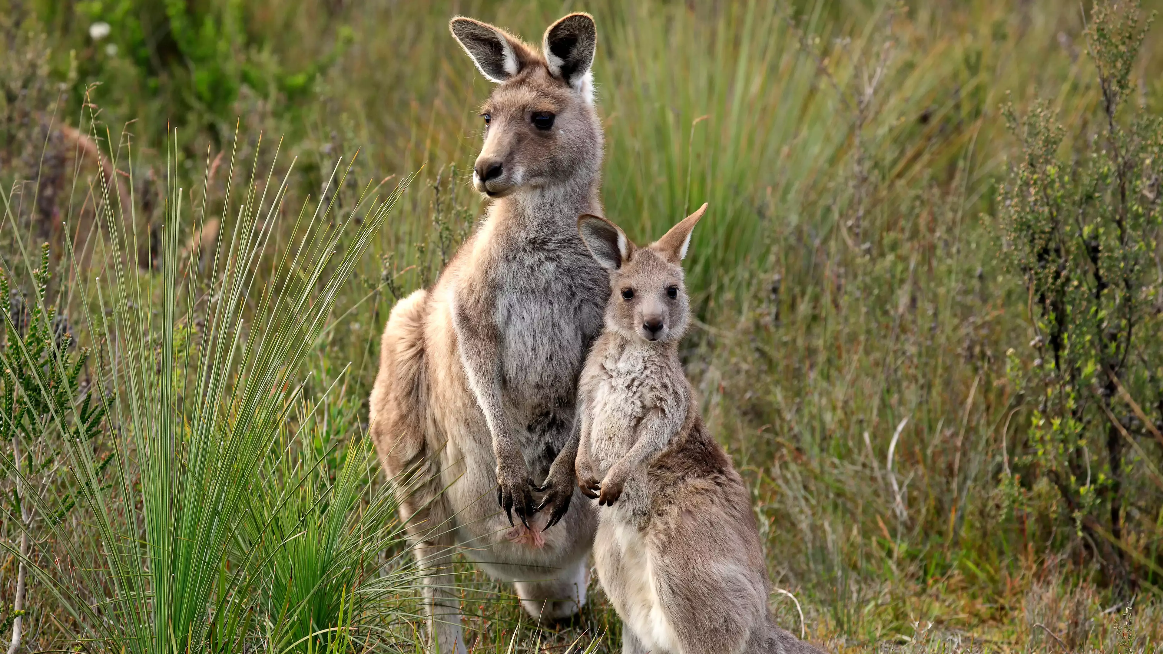 Two Teenagers Have Been Charged After 14 Kangaroos Were Deliberately Killed