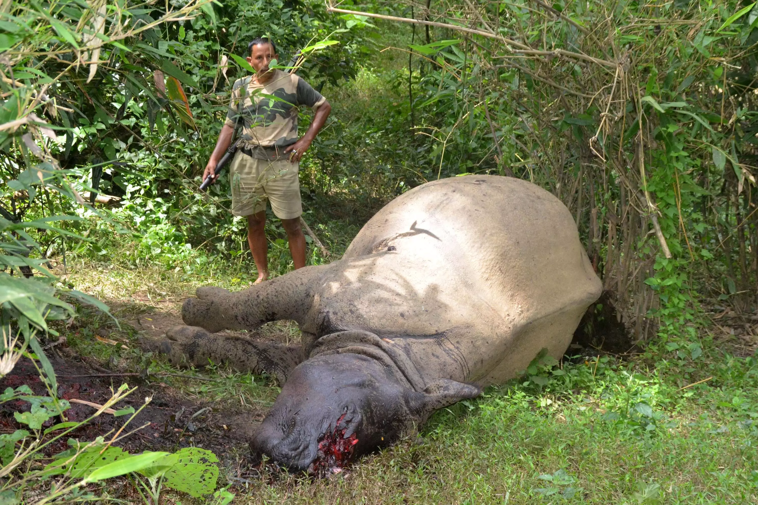 A one-horned rhinoceros which was killed and de-horned by poachers in the Burapahar range of Kaziranga.