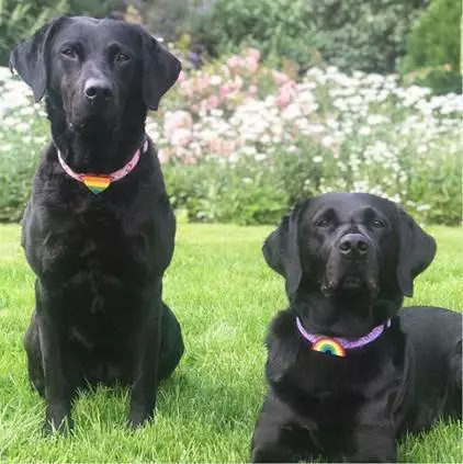 Pet owners can also pick up a rainbow collar charm, with all proceeds going to the NHS (