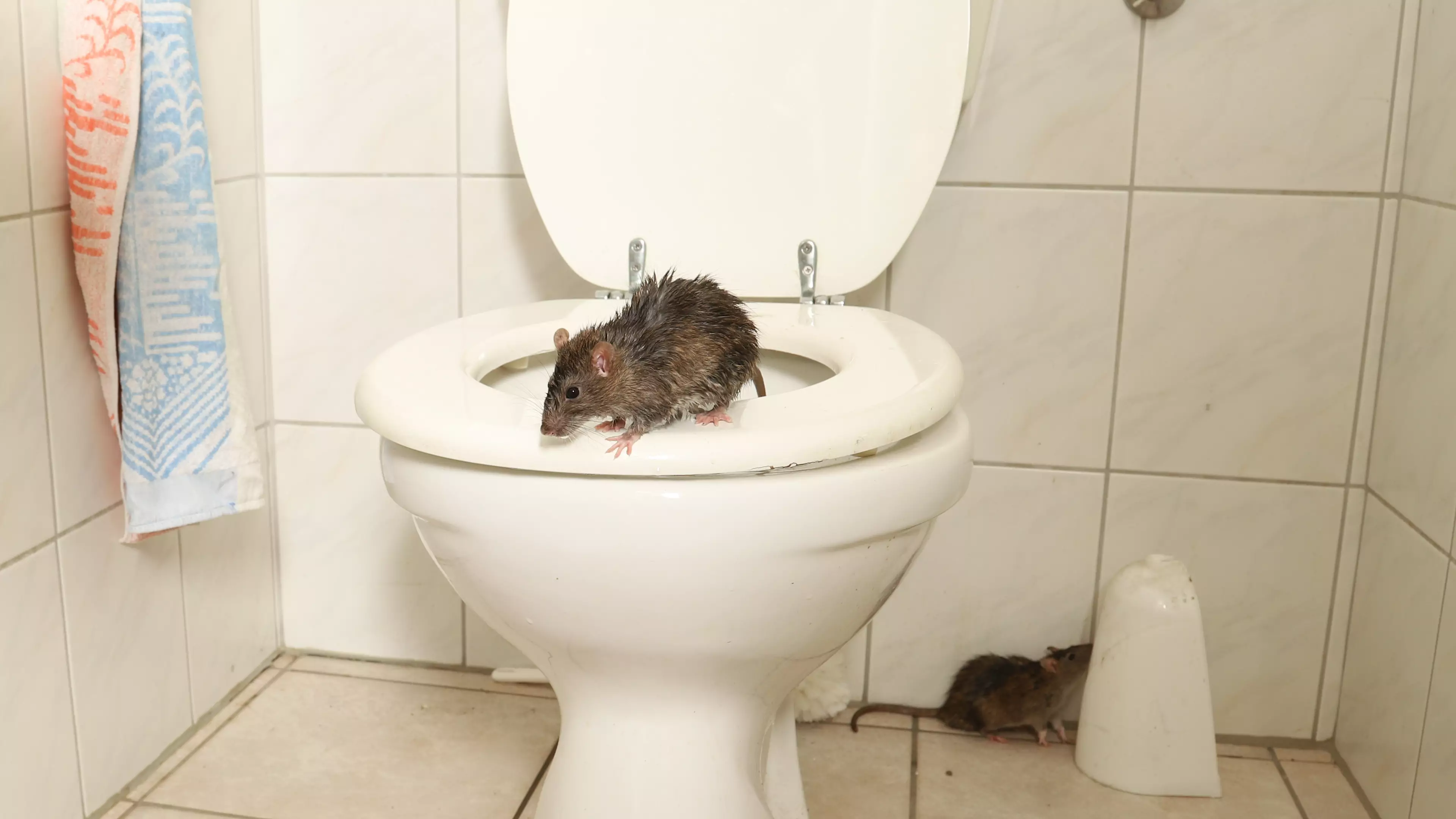 Plague Of Rats Are Invading UK Homes Through Toilets And Letterboxes