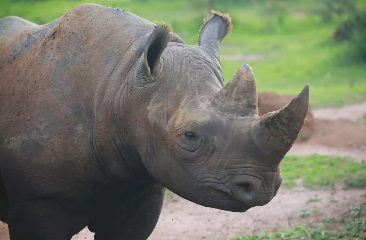 Stock image of an eastern black rhino.