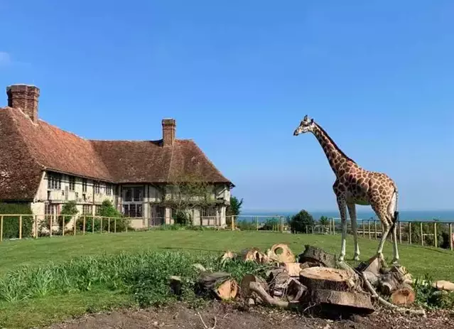 The hotel is expected to open Giraffe Hall next summer (