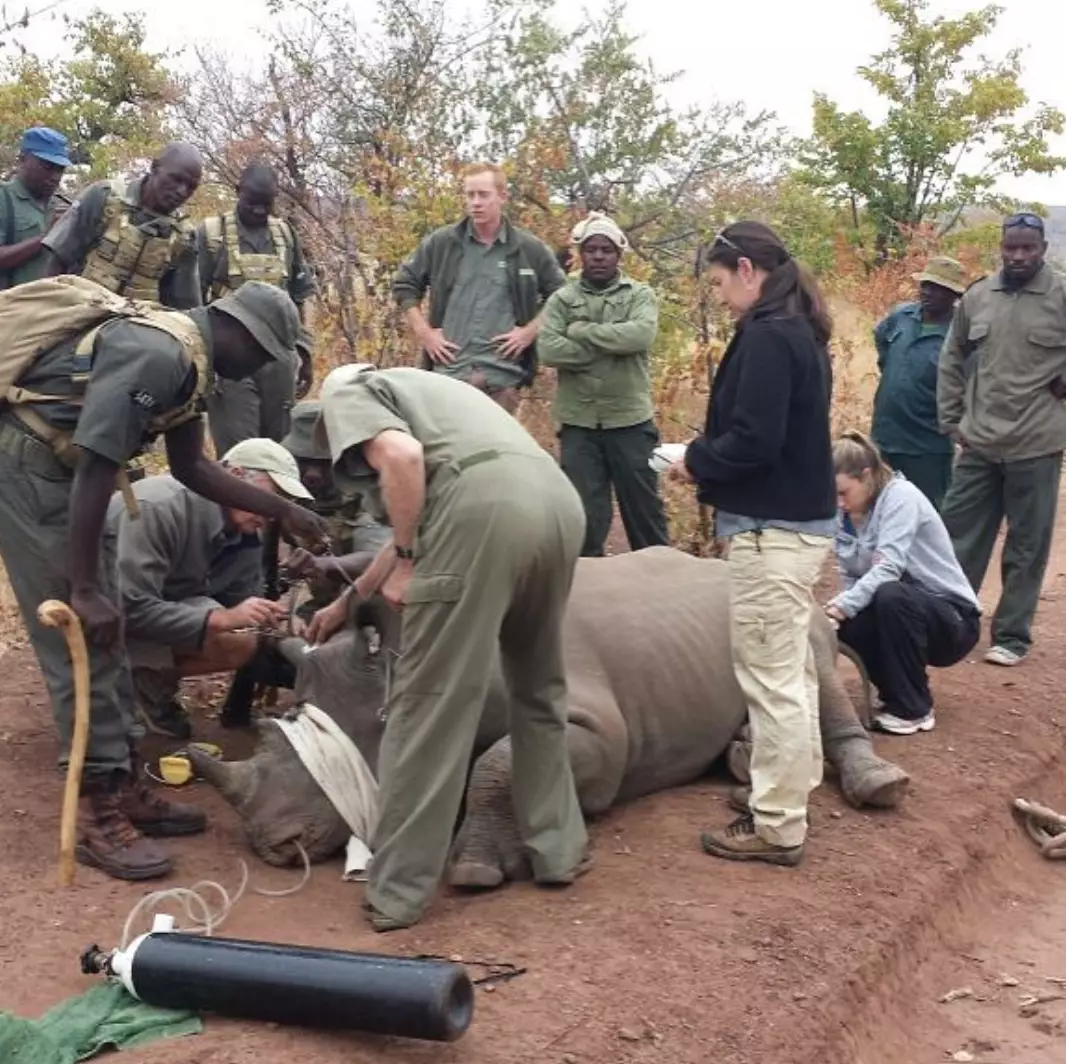 The IAPF also help rhinos that are at risk in the wild.