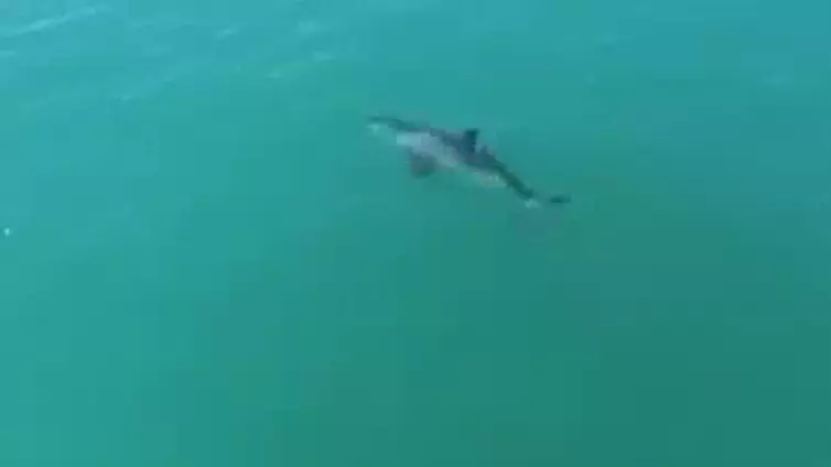 Drone Footage Shows Great White Shark Moving 'At Least 20mph' 