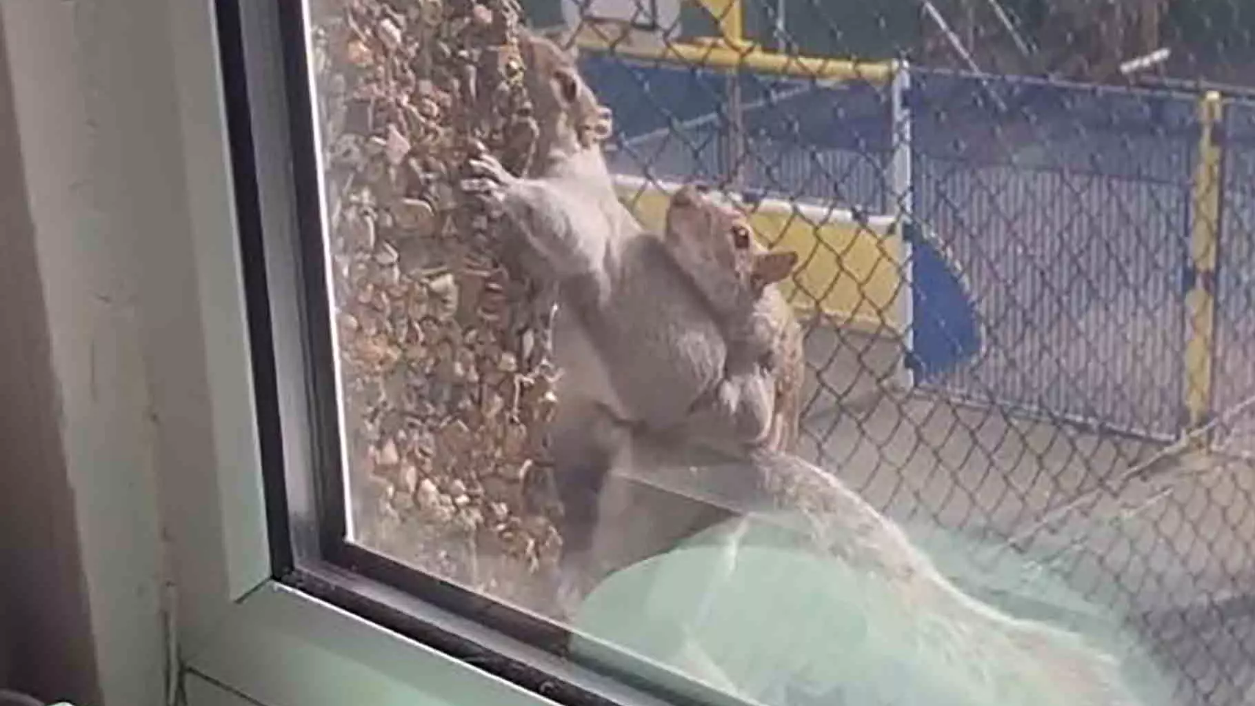 Woman's Zoom Call Interrupted By Squirrels Having Sex 