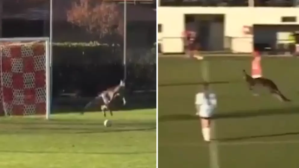 Watch: The Incredible Moment A Kangaroo Invades Football Game In Australia
