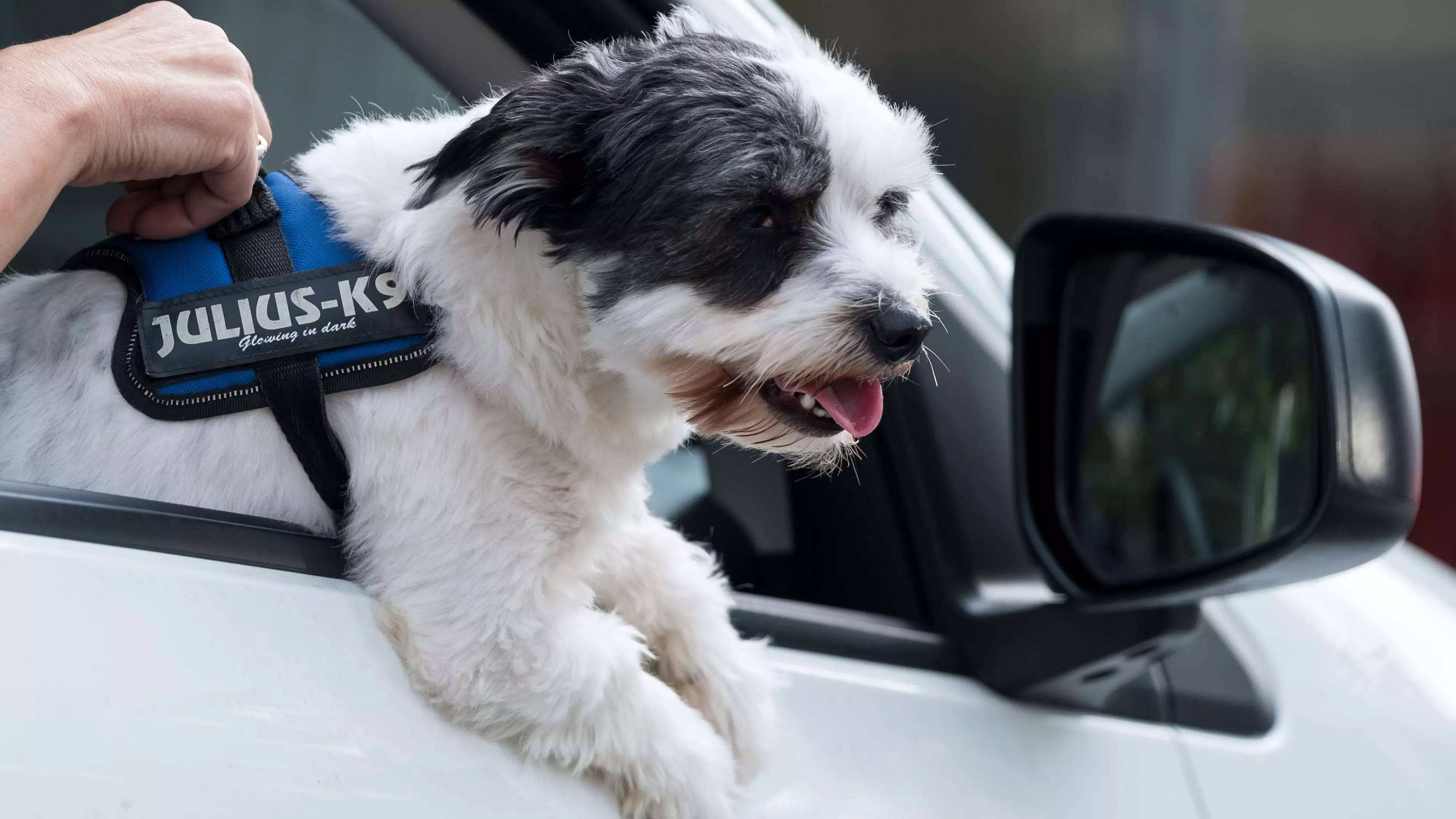 Driving With Your Pet In The Car Could Land You A Hefty Fine If It's Not Restrained