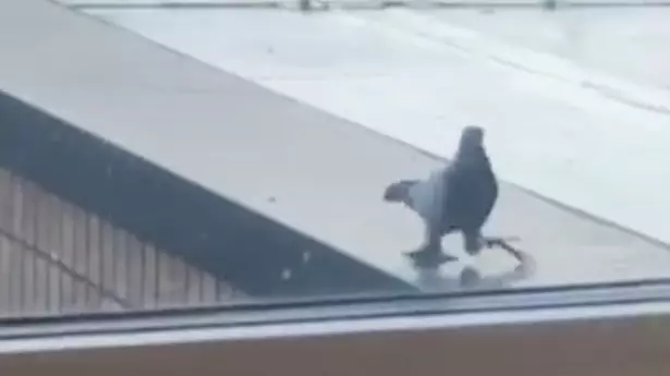People Baffled By Pigeon That Seems To Have Gigantic Feet
