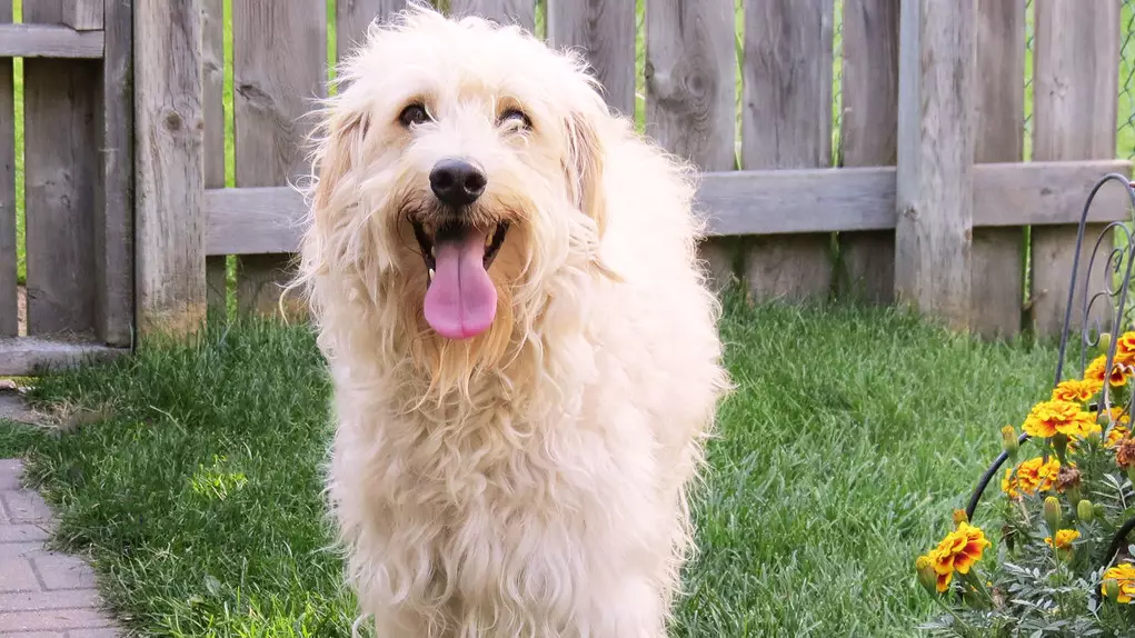 Man Who Invented The Labradoodle Says It's His 'Life Regret'
