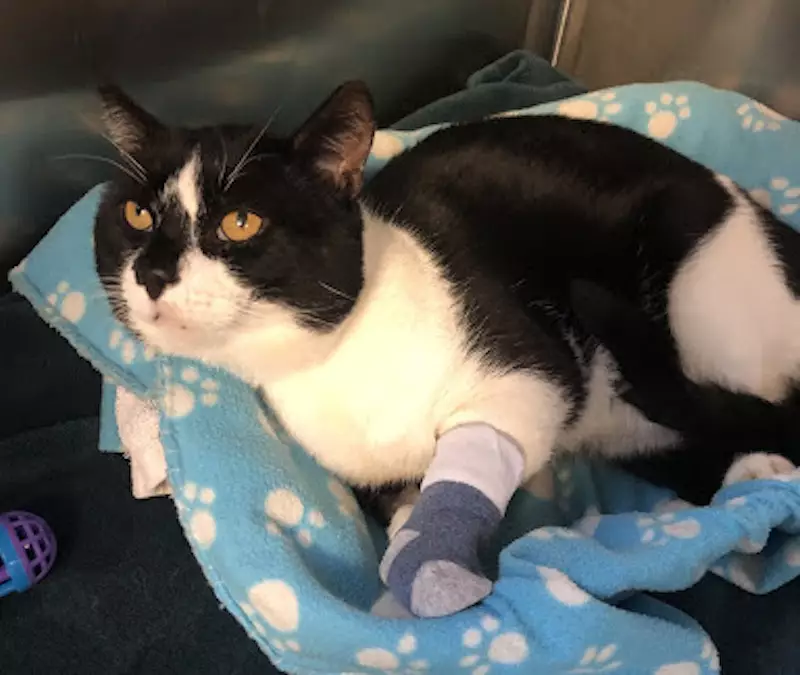 Cats wear socks on their paws when they're recovering from anaesthetic (