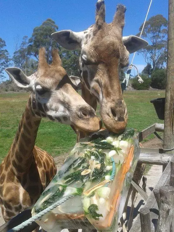 Giraffes haven't missed their two appointments every day.
