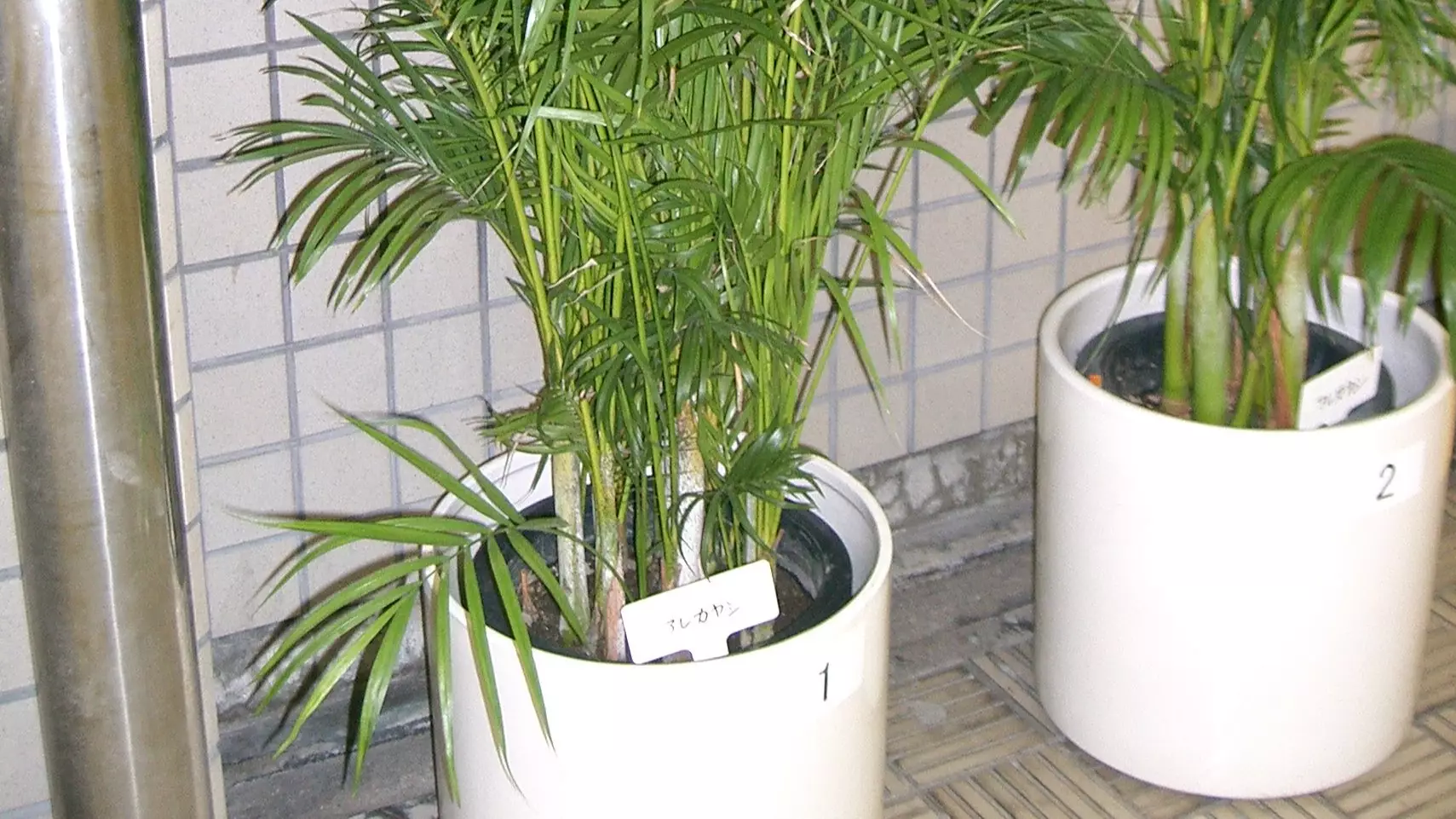 NASA Advise Keeping This Plant In Your Bedroom To Stay Healthy