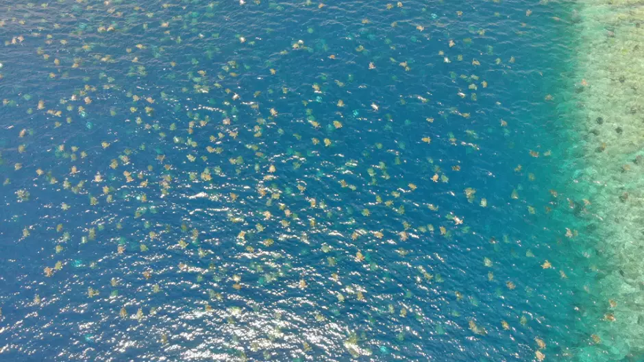 Drone Captures World's Largest Green Sea Turtle Colony Heading To Nest