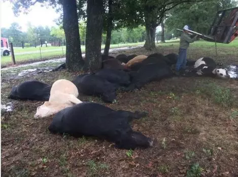 19 Cows Have Been Killed By A Single Lightning Bolt