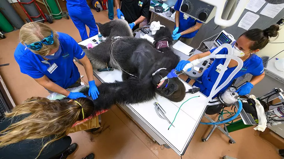 Huge Gorilla Undergoes Coronavirus Test Following Fight With His Younger Brother
