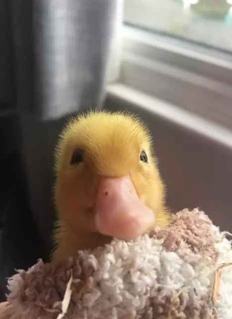 The cute little duckling will be named Jeremy or Jemima, depending on its gender.