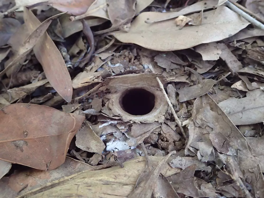 The burrow that the spider makes.