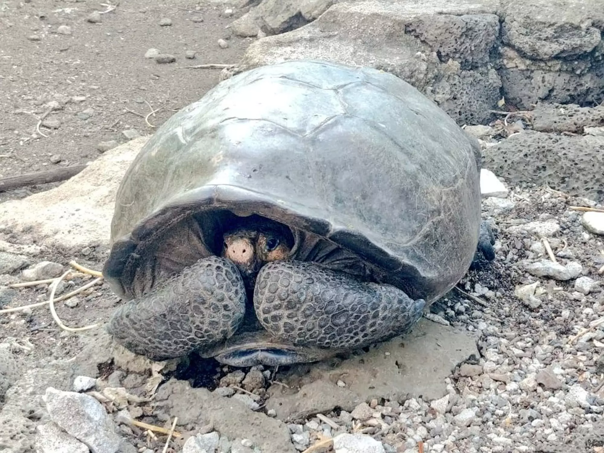 Here she is, the adult female Fernandina Giant Tortoise.