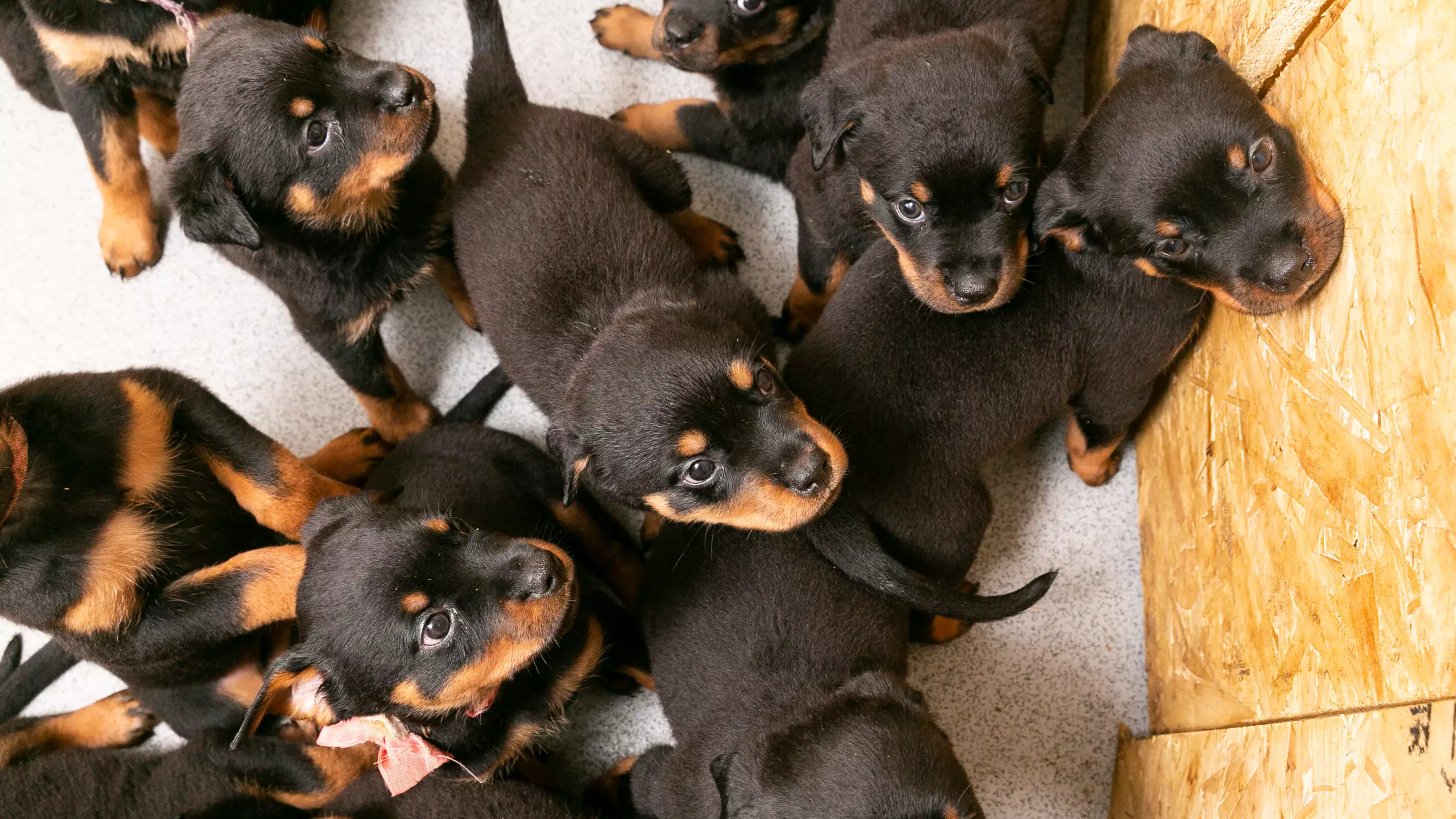 Rottweiller Gives Birth To Massive Litter Of 16 Puppies