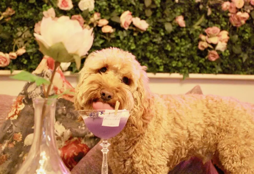 the menu is full of pooch-themed goodies, including Pawsecco and Champaws on tap (