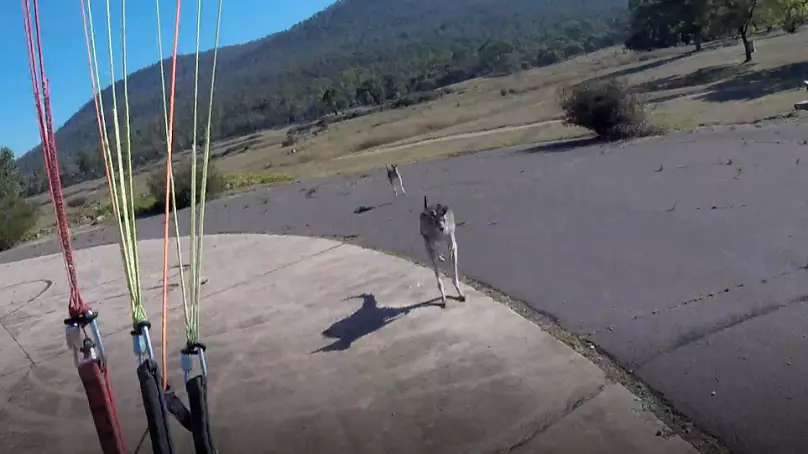 Paraglider Lands Perfectly In Australia, Only To Be Immediately Attacked By A Kangaroo